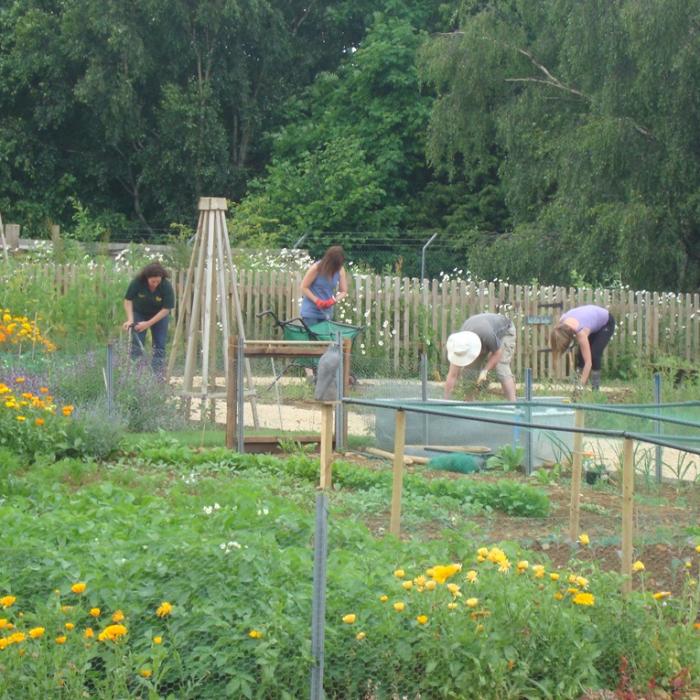 Communal allotments on a housing development