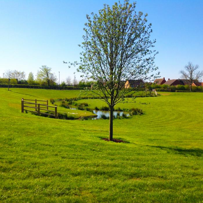 Large green space with a tree in the centre